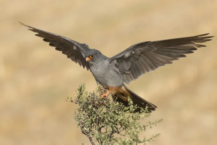 Framed Print : Red-footed Falcon (Falco vespertinus) male on top of a shrub with wings spread, Tal Shachar, Israel Framed Print : Red-footed Falcon (Falco vespertinus) male on top of a shrub with wings spread, Tal Shachar, Israel