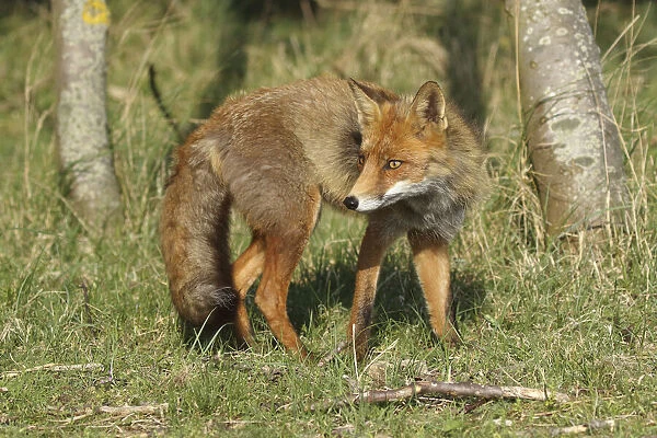 Red Fox (Vulpes vulpes) in the dunes, Noord-Holland, The Netherlands