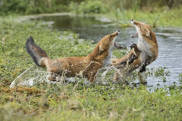 Red Fox (Vulpes vulpes) fighting over territory, The Netherlands