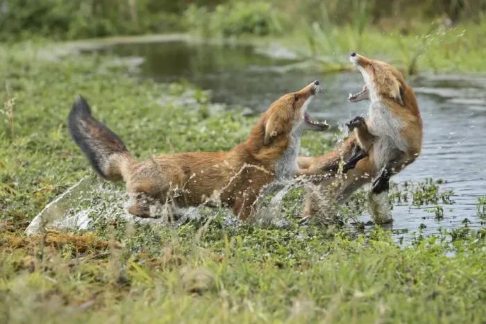 Framed Print : Red Fox (Vulpes vulpes) fighting over territory, The Netherlands Framed Print : Red Fox (Vulpes vulpes) fighting over territory, The Netherlands