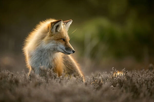 Red fox (Vulpes vulpes) posing in backlit light in Island Beach State Park, New Jersey, USA