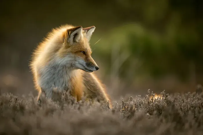 Framed Print : Red fox (Vulpes vulpes) posing in backlit light in Island Beach State Park, New Jersey, USA Framed Print : Red fox (Vulpes vulpes) posing in backlit light in Island Beach State Park, New Jersey, USA