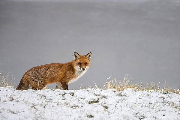Red Fox (Vulpes Vulpes) in the snow, walking by and looking at camera, Roggebot, Dronten, Flevoland, the Netherlands