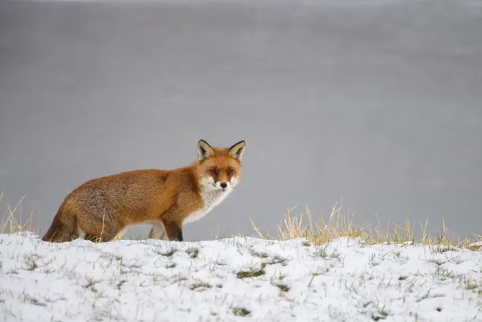 Framed Print : Red Fox (Vulpes Vulpes) in the snow, walking by and looking at camera, Roggebot, Dronten, Flevoland, the Netherlands Framed Print : Red Fox (Vulpes Vulpes) in the snow, walking by and looking at camera, Roggebot, Dronten, Flevoland, the Netherlands