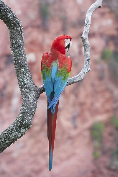 Red and Green Macaw (Ara chloroptera), Buraco das Araras, Mato Grosso do Sul, Pantanal
