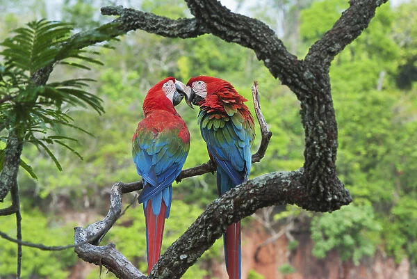 Red and Green Macaw (Ara chloroptera) pair courting, Buraco das Araras, Mato Grosso do Sul