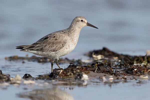 Red Knot (Calidris canutus) foraging on shoreline, Texel, The Netherlands