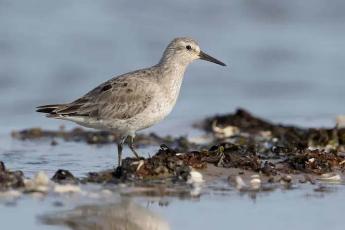 Framed Print : Red Knot (Calidris canutus) foraging on shoreline, Texel, The Netherlands Framed Print : Red Knot (Calidris canutus) foraging on shoreline, Texel, The Netherlands