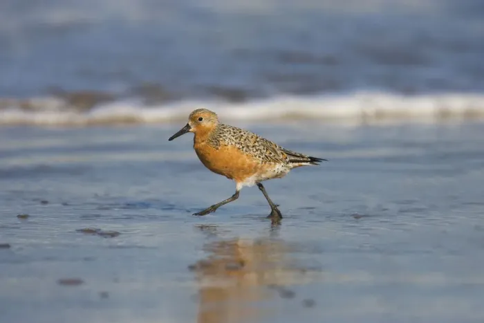 Framed Print : Red Knot (Calidris canutus), South Padre Island, Texas Framed Print : Red Knot (Calidris canutus), South Padre Island, Texas