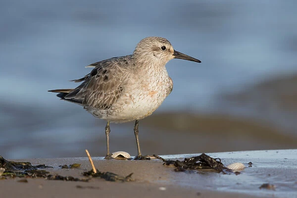 Red Knot (Calidris canutus) standing on shoreline, Texel, The Netherlands