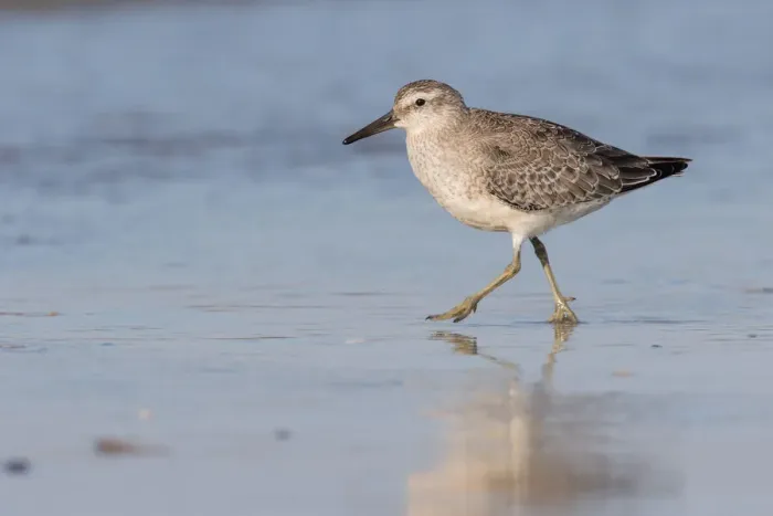 Framed Print : Red Knot (Calidris canutus) walking along the shoreline, beach IJmuiden, The Netherlands Framed Print : Red Knot (Calidris canutus) walking along the shoreline, beach IJmuiden, The Netherlands