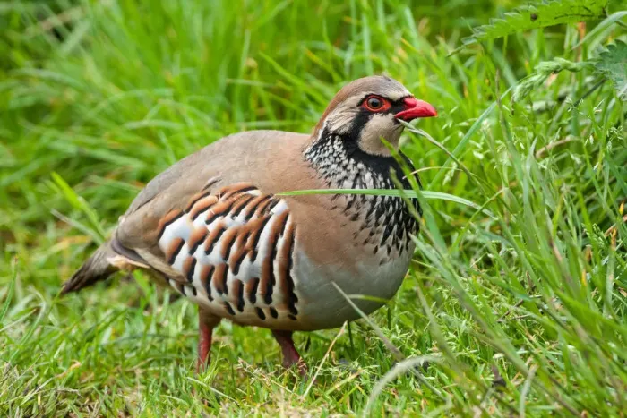 Framed Print : Red-legged Partridge (Alectoris rufa) foraging in the grass, Yorkshire Dales National Park Framed Print : Red-legged Partridge (Alectoris rufa) foraging in the grass, Yorkshire Dales National Park