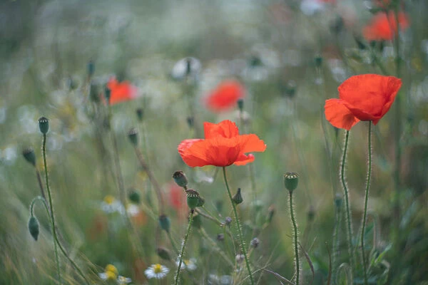 Red Poppies flowering in a field