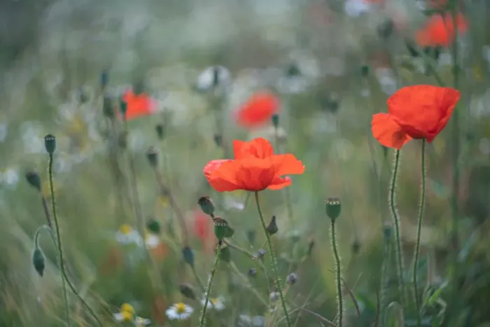 Framed Print : Red Poppies flowering in a field Framed Print : Red Poppies flowering in a field