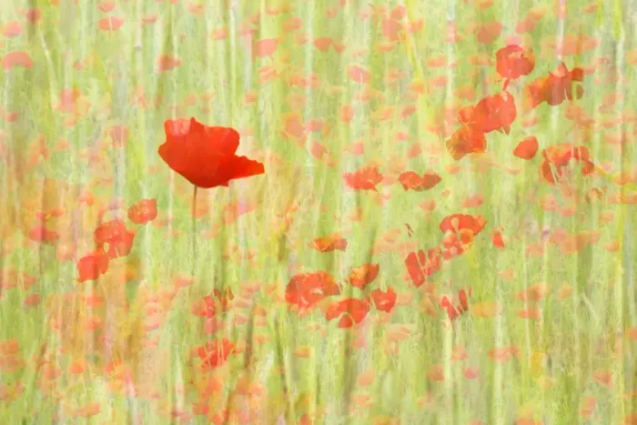 Framed Print : Red Poppies flowering in a field Framed Print : Red Poppies flowering in a field