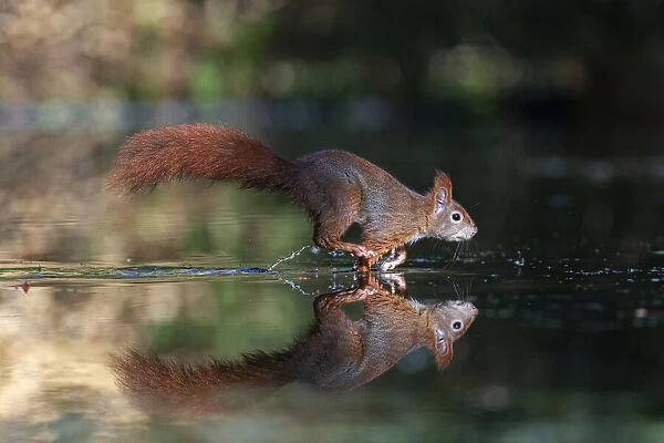 Red Squirrel (Sciurus vulgaris) running through the water, Noord-Brabant, The Netherlands