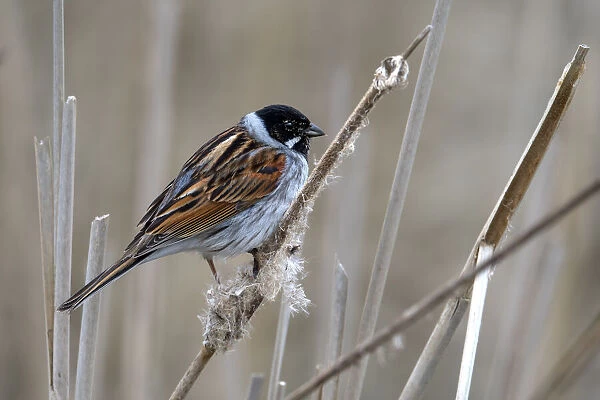 Reed Bunting (Emberiza Schoeniclus) male, perched on reedstem, Ketelhaven, Flevoland, the Netherlands
