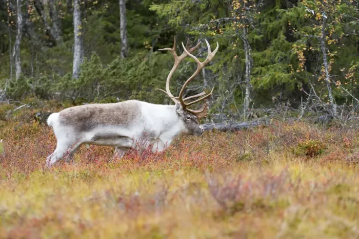 Framed Print : Reindeer (Rangifer tarandus) bull walking in tundra landscape, Flatruet National Park Framed Print : Reindeer (Rangifer tarandus) bull walking in tundra landscape, Flatruet National Park