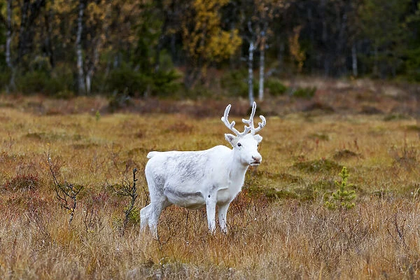 Reindeer (Rangifer tarandus) calf standing in tundra landscape, Flatruet National Park