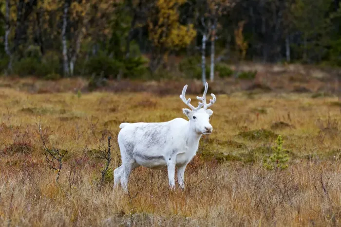 Framed Print : Reindeer (Rangifer tarandus) calf standing in tundra landscape, Flatruet National Park Framed Print : Reindeer (Rangifer tarandus) calf standing in tundra landscape, Flatruet National Park
