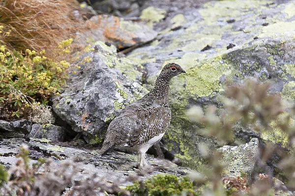 rock ptarmigan (Lagopus muta) in summer plumage standing on lichen covered rock, Hemsedal