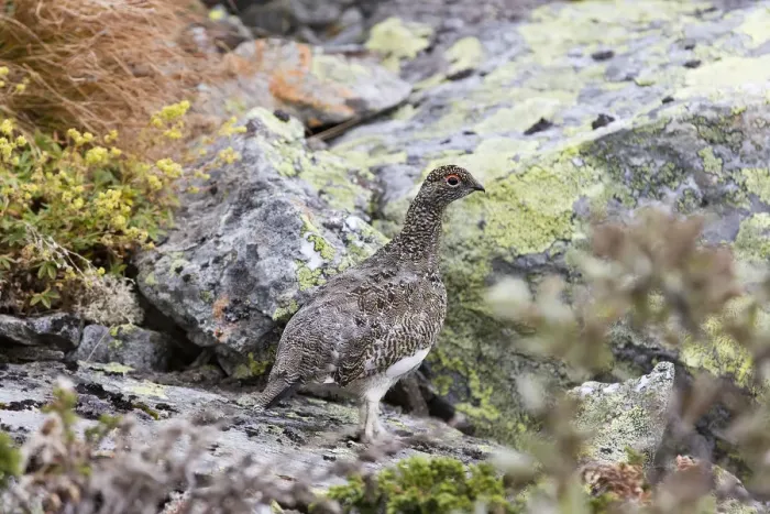 Framed Print : rock ptarmigan (Lagopus muta) in summer plumage standing on lichen covered rock, Hemsedal Framed Print : rock ptarmigan (Lagopus muta) in summer plumage standing on lichen covered rock, Hemsedal