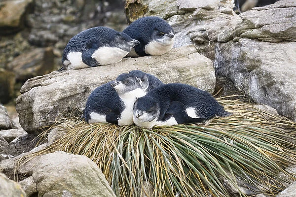 Rockhopper Penguin (Eudyptes chrysocome) chicks resting on tussock grass nest, Falkland