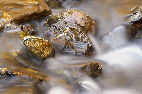 Rocks with autumn leaves in a mountain stream, Haute Savoie, France