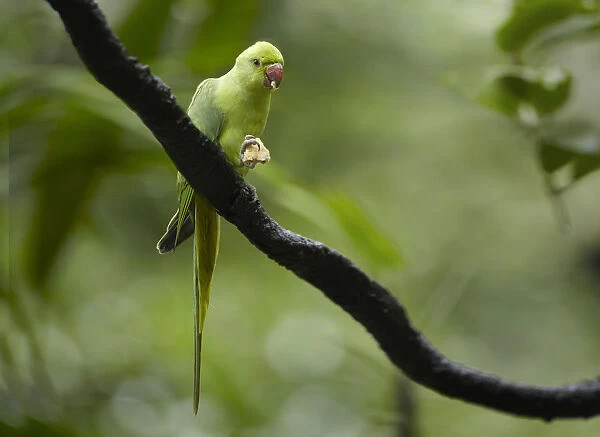 Rose-ringed Parakeet (Psittacula krameri) feeding, Jurong Bird Park, Singapore