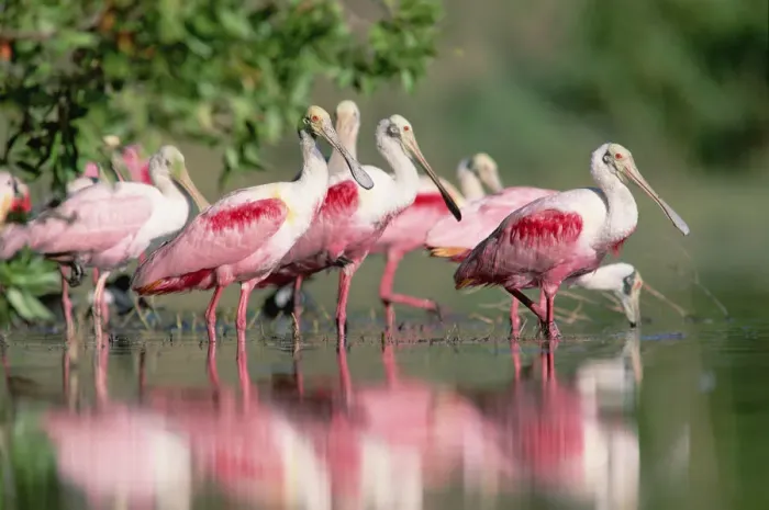 Framed Print : Roseate Spoonbill (Platalea ajaja) flock wading in pond, Texas coast near Galveston Framed Print : Roseate Spoonbill (Platalea ajaja) flock wading in pond, Texas coast near Galveston