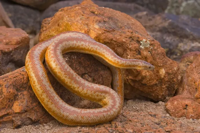Framed Print : Rosy Boa (Lichanura trivirgata), Arizona Framed Print : Rosy Boa (Lichanura trivirgata), Arizona