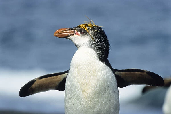 Royal Penguin (Eudyptes schlegeli), Macquarie Island, Antarctica