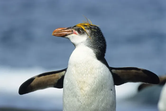 Framed Print : Royal Penguin (Eudyptes schlegeli), Macquarie Island, Antarctica Framed Print : Royal Penguin (Eudyptes schlegeli), Macquarie Island, Antarctica