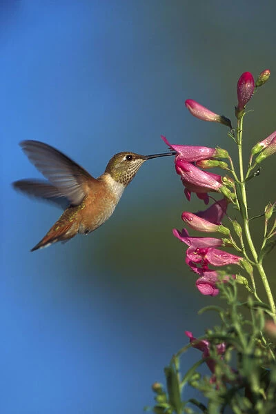 Rufous Hummingbird (Selasphorus rufus) feeding on flowers, New Mexico