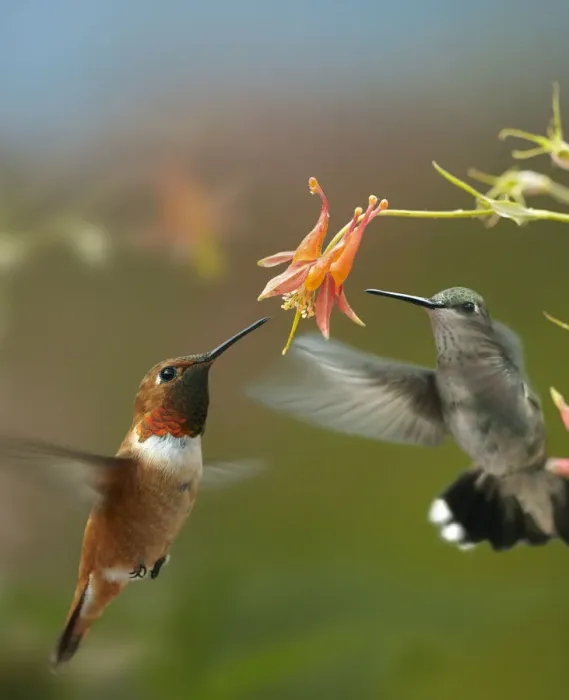 Framed Print : Rufous Hummingbird (Selasphorus rufus) male and Black-chinned Hummingbird (Archilochus
