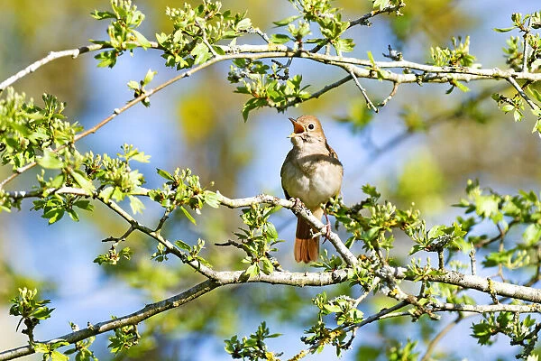 Rufous Nightingale (Luscinia megarhynchos) perched in a tree while singing, Dunes