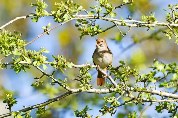 Framed Print : Rufous Nightingale (Luscinia megarhynchos) perched in a tree while singing, Dunes Framed Print : Rufous Nightingale (Luscinia megarhynchos) perched in a tree while singing, Dunes