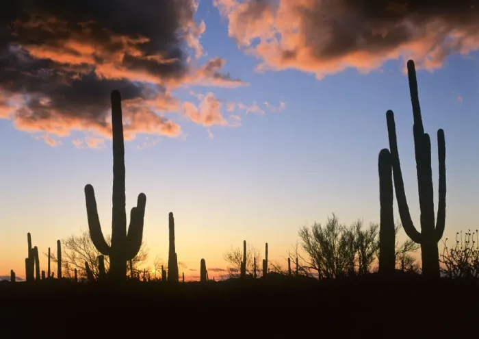Framed Print : Saguaro (Carnegiea gigantea) cacti at sunset, Saguaro National Monument, Arizona Framed Print : Saguaro (Carnegiea gigantea) cacti at sunset, Saguaro National Monument, Arizona