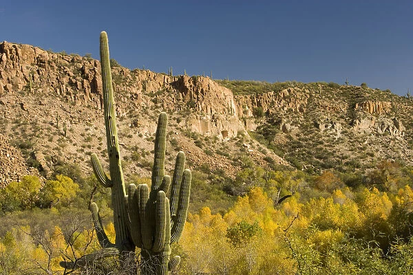 Saguaro (Carnegiea gigantea) cactus and fall colored trees, Sierra Ancha Wilderness