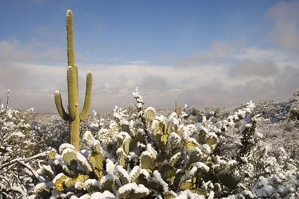 Saguaro (Carnegiea gigantea) cactus in snow, Saguaro National Park, Tucson, Arizona