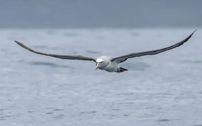 Framed Print : Salvins Albatross (Thalassarche salvini) flying near the coast above the ocean Framed Print : Salvins Albatross (Thalassarche salvini) flying near the coast above the ocean