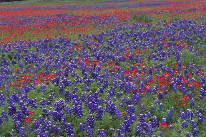 Framed Print : Sand Bluebonnet (Lupinus subcarnosus) and Paintbrush (Castilleja sp) flowers, Hill Country Framed Print : Sand Bluebonnet (Lupinus subcarnosus) and Paintbrush (Castilleja sp) flowers, Hill Country
