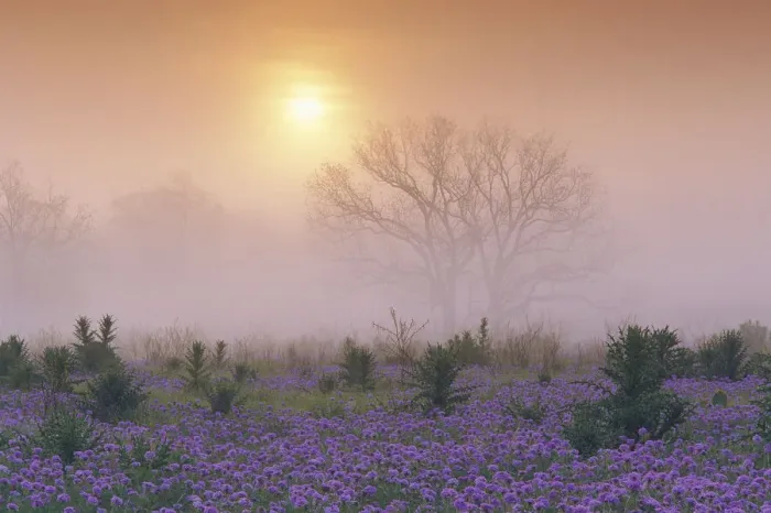 Framed Print : Sand Verbena (Abronia gracilis) field and foggy morning sunrise over a bare tree, Hill Country