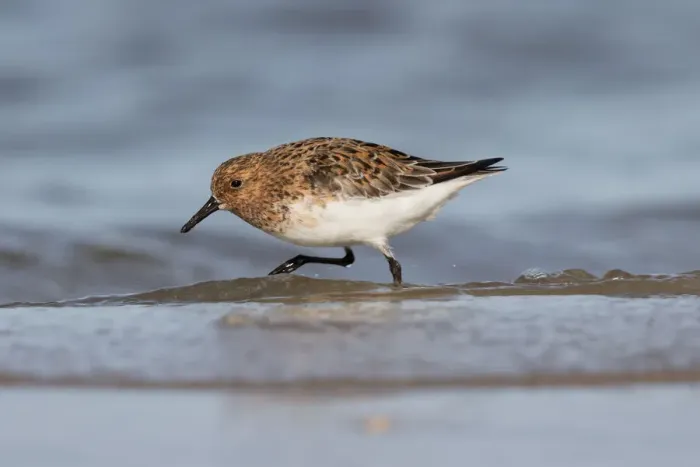 Framed Print : Sanderling (Calidris alba) foraging along the shoreline, Texel, The Netherlands Framed Print : Sanderling (Calidris alba) foraging along the shoreline, Texel, The Netherlands