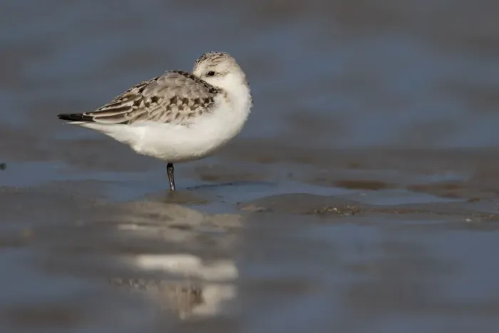 Framed Print : Sanderling (Calidris alba) resting on the beach, beach IJmuiden, The Netherlands Framed Print : Sanderling (Calidris alba) resting on the beach, beach IJmuiden, The Netherlands