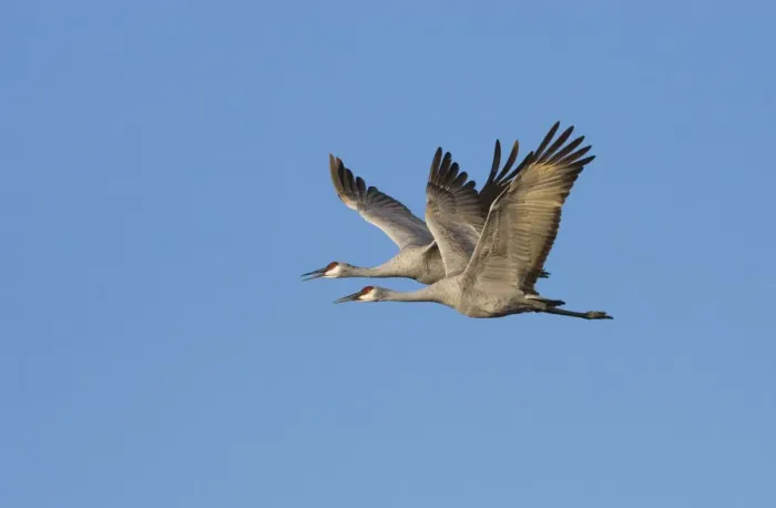 Framed Print : Sandhill Crane (Grus canadensis) pair flying, Bosque Del Apache National Wildlife Refuge