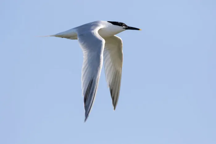 Framed Print : Sandwich Tern (Sterna sandvicensis) in fligth against the sky, Texel, The Netherlands Framed Print : Sandwich Tern (Sterna sandvicensis) in fligth against the sky, Texel, The Netherlands