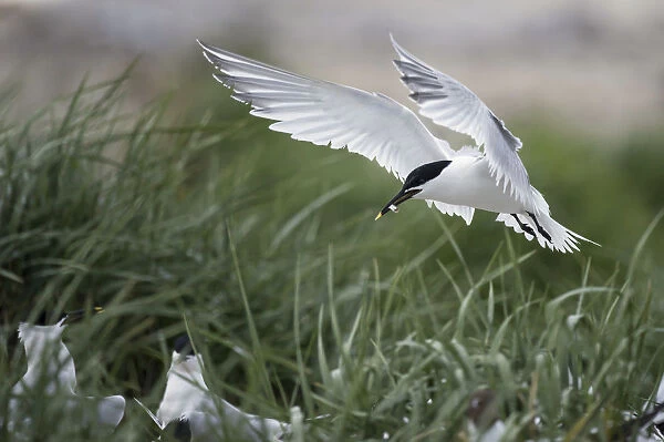 Sandwich Tern (Thalasseus sandvicensis) flying with a piece of fish in beak and hovering