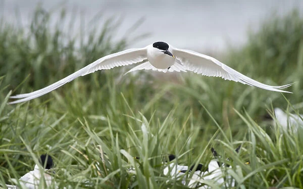 Sandwich Tern (Thalasseus sandvicensis) male flying closely above the colony with female terns below, showing his full wingspan while looking at camera, Ameland, Friesland, The Netherlands