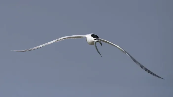 Framed Print : Sandwich Tern (Thalasseus sandvicensis) flying with a Lesser Sand Eel (Ammodytes tobianus) in its beak, Ameland, Friesland, The Netherlands Framed Print : Sandwich Tern (Thalasseus sandvicensis) flying with a Lesser Sand Eel (Ammodytes tobianus) in its beak, Ameland, Friesland, The Netherlands